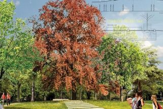 Obřího rudoarmějce se samopalem nahradí v Litoměřicích červený buk - Novinky